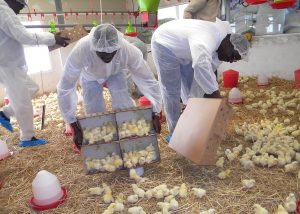 poultry training