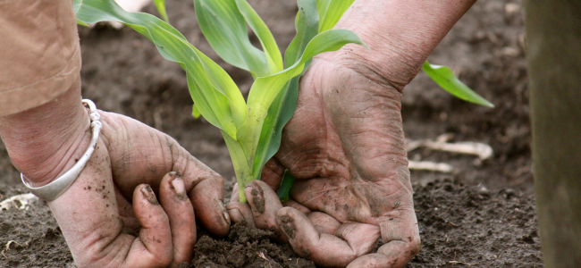 Usage Of U.S. Grains Council’s Sustainable Corn Exports