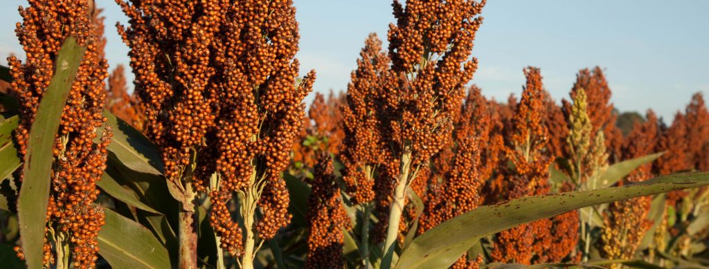 Field of Sorghum plants