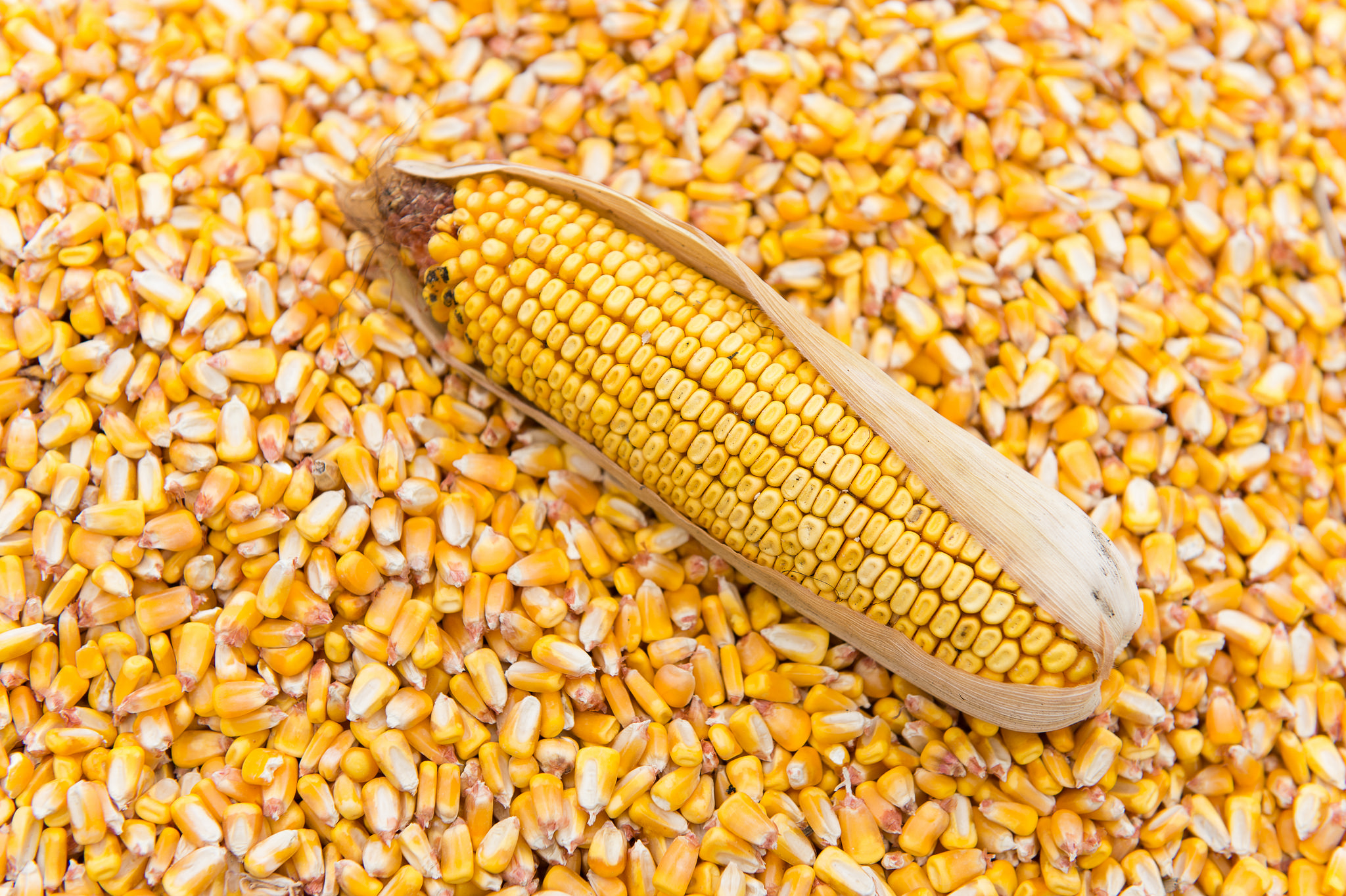 ear of corn in loose corn