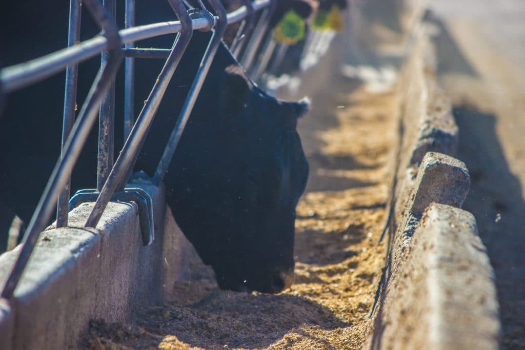 Cattle-On-Feed-Photo-Credit-Kansas-Corn-1-scaled