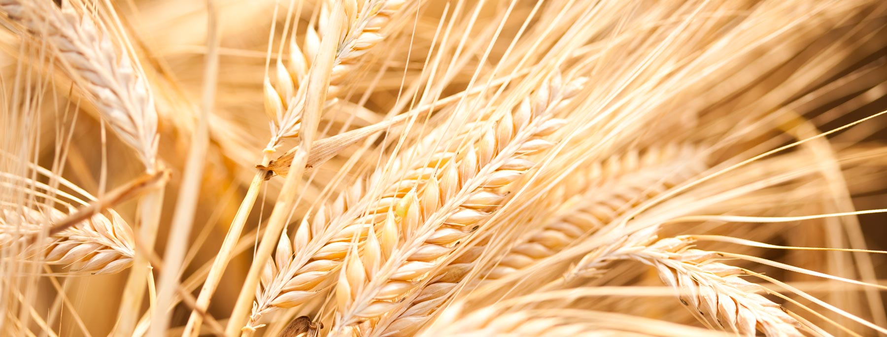 barley grain