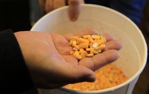 image of corn kernels in a hand