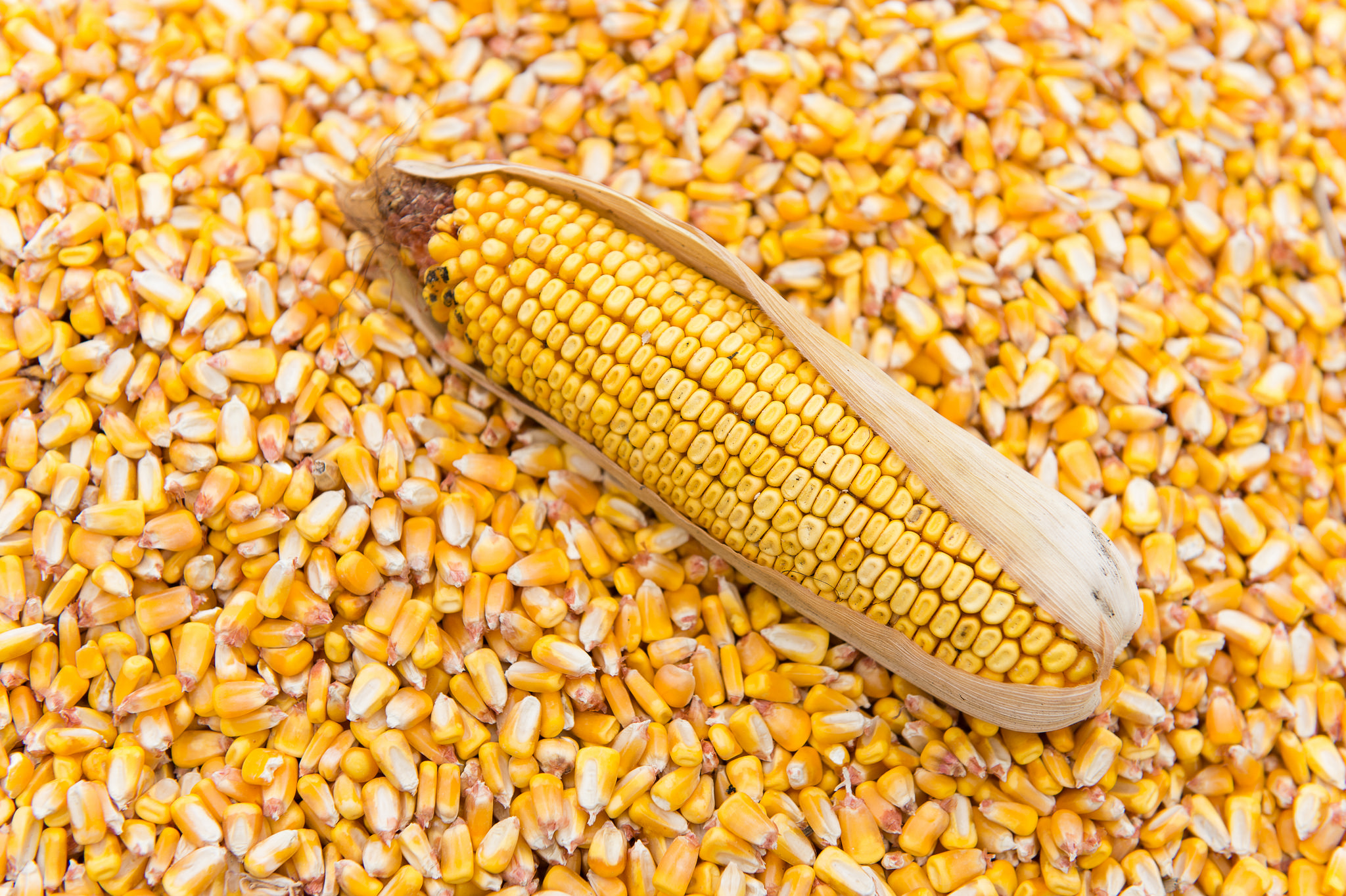 Is Corn Same As Wheat