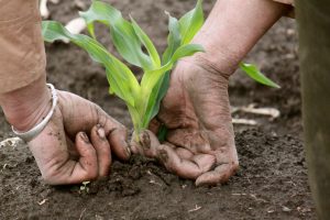 Hands pulling up a rooted plant