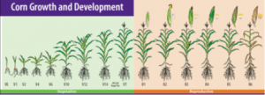Chart showing the growth process of corn