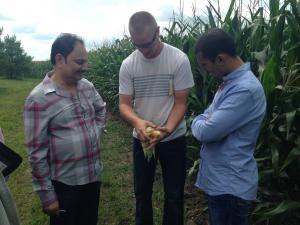 3 people examining corn