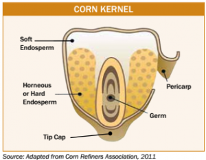 Diagram of a corn kernel
