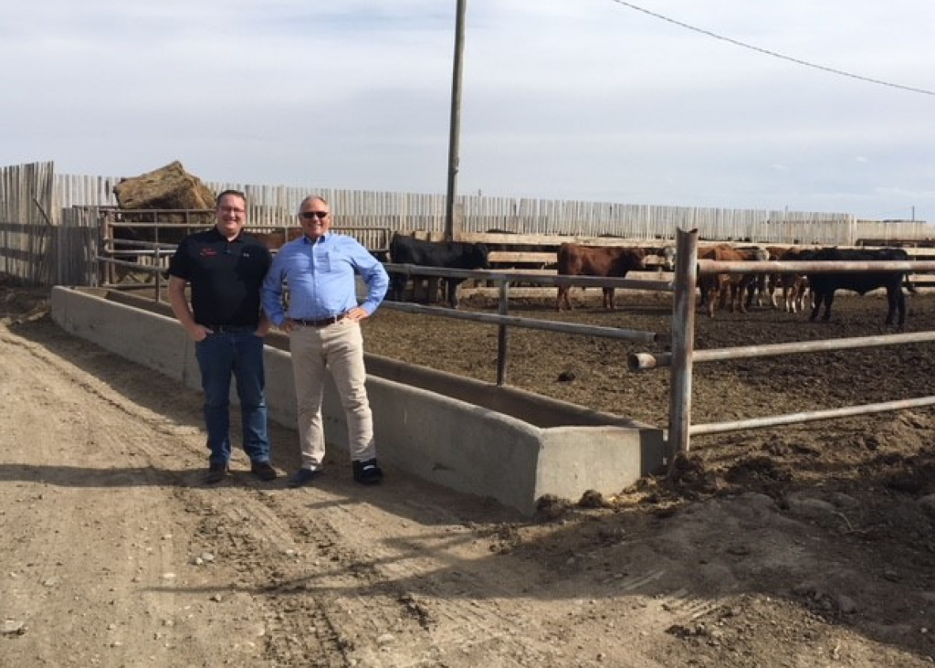 Alberta Cattle Need More Feed Grain Council Encourages U S Corn