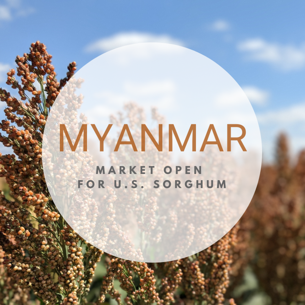 Myanmar sorghum graphic