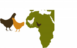 poultry in Africa