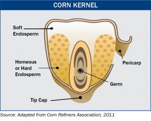 Corn Kernel Anatomy