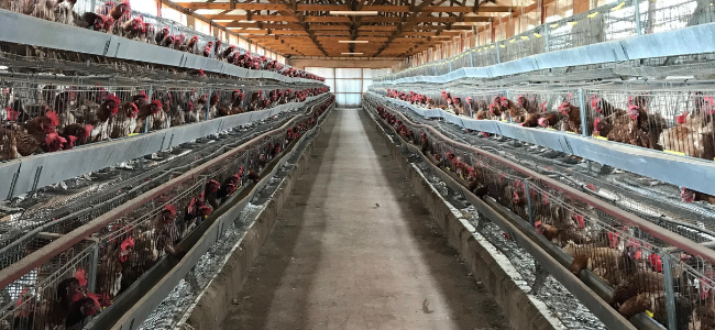 image of chickens in a chicken house