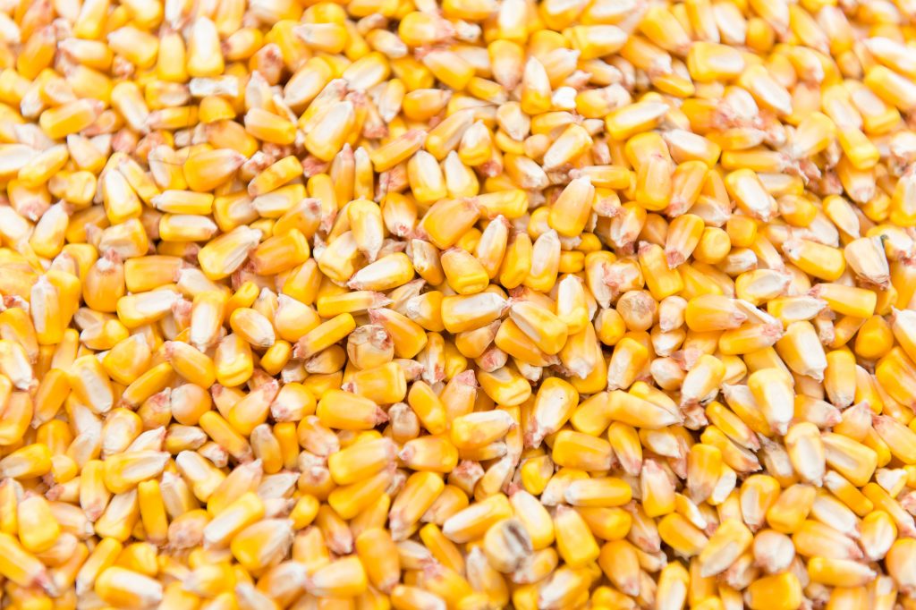 Pile Of Corn Kernels