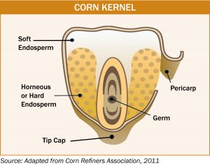 image of a breakdown of a corn kernel