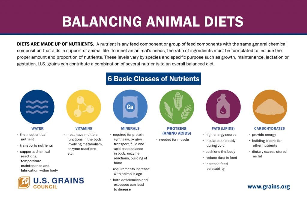 infographic on balancing animal diets