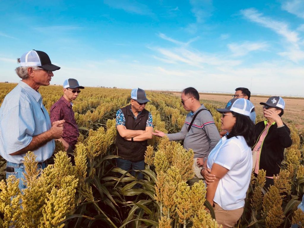 Export Sorghum_Pre-Team from Philippines-Myanmar, team members standing in a sorghum field