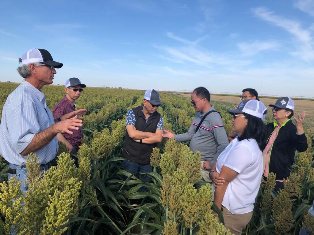 2019 Export Sorghum - SEA Team