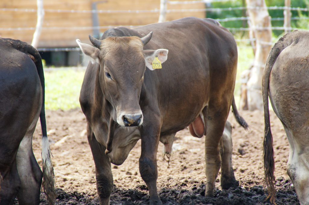 3 Cows in SE Mexico