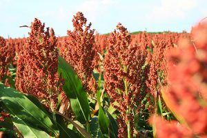 Sorghum field