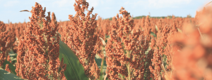 close up picture of a Sorghum field