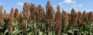 a close up picture of a field of sorghum