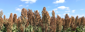 A close up picture of a field of Sorghum