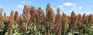 A close up picture of a field of sorghum