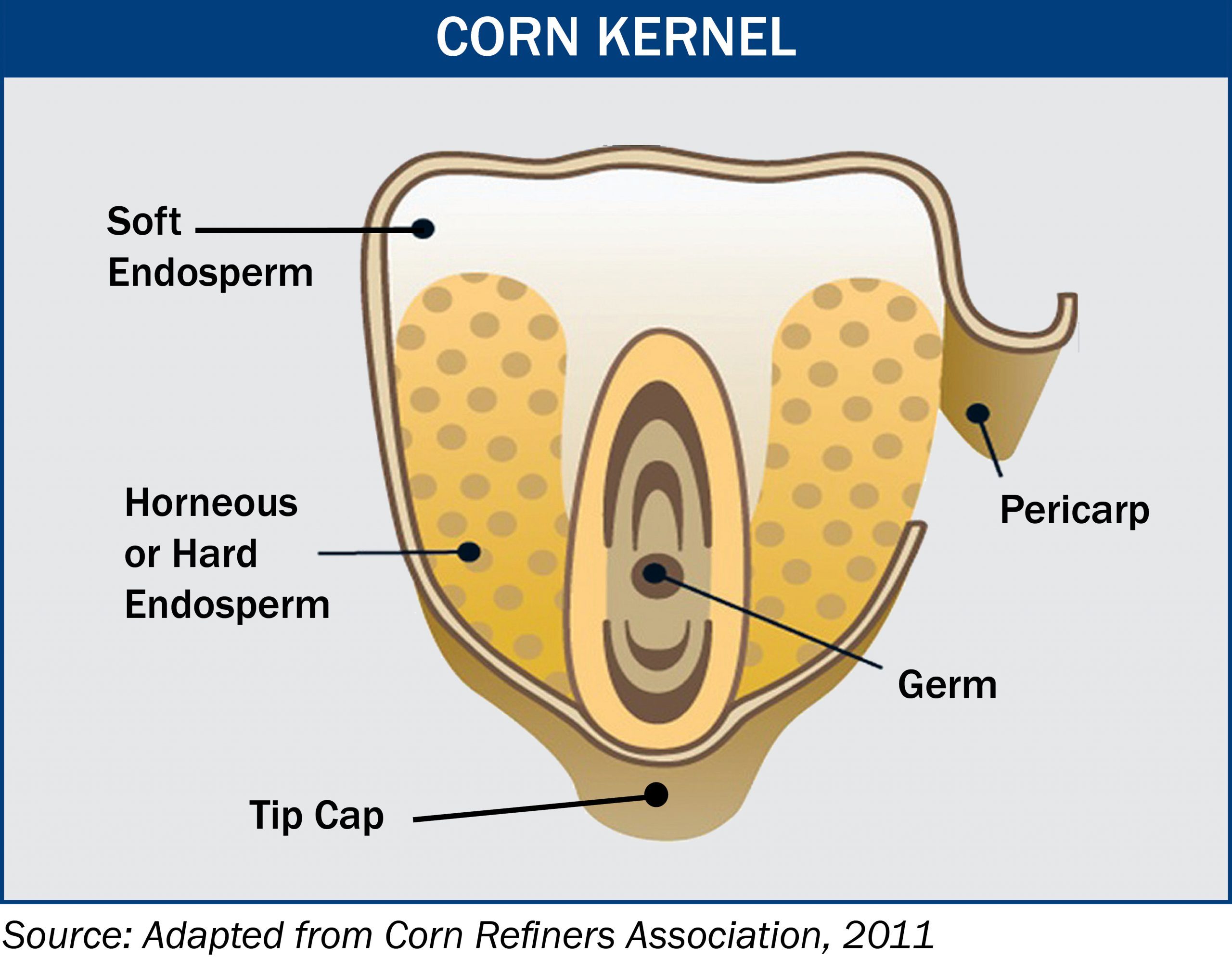 Kernal - U.S. GRAINS COUNCIL