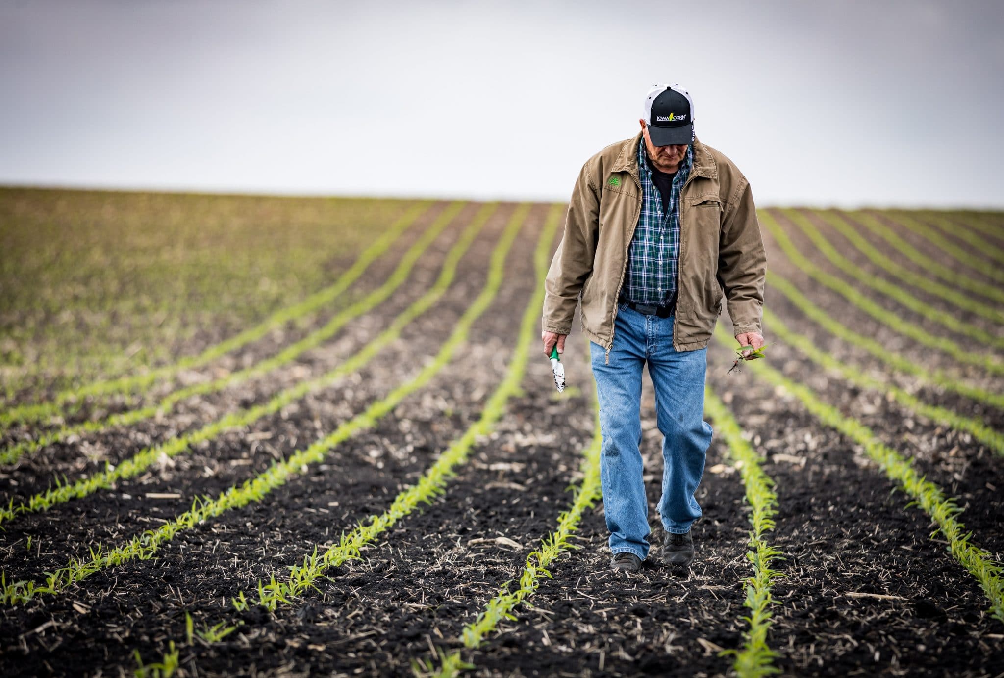 U.S. Corn Planting Progress Ahead Of FiveYear Average For 2021 Crop