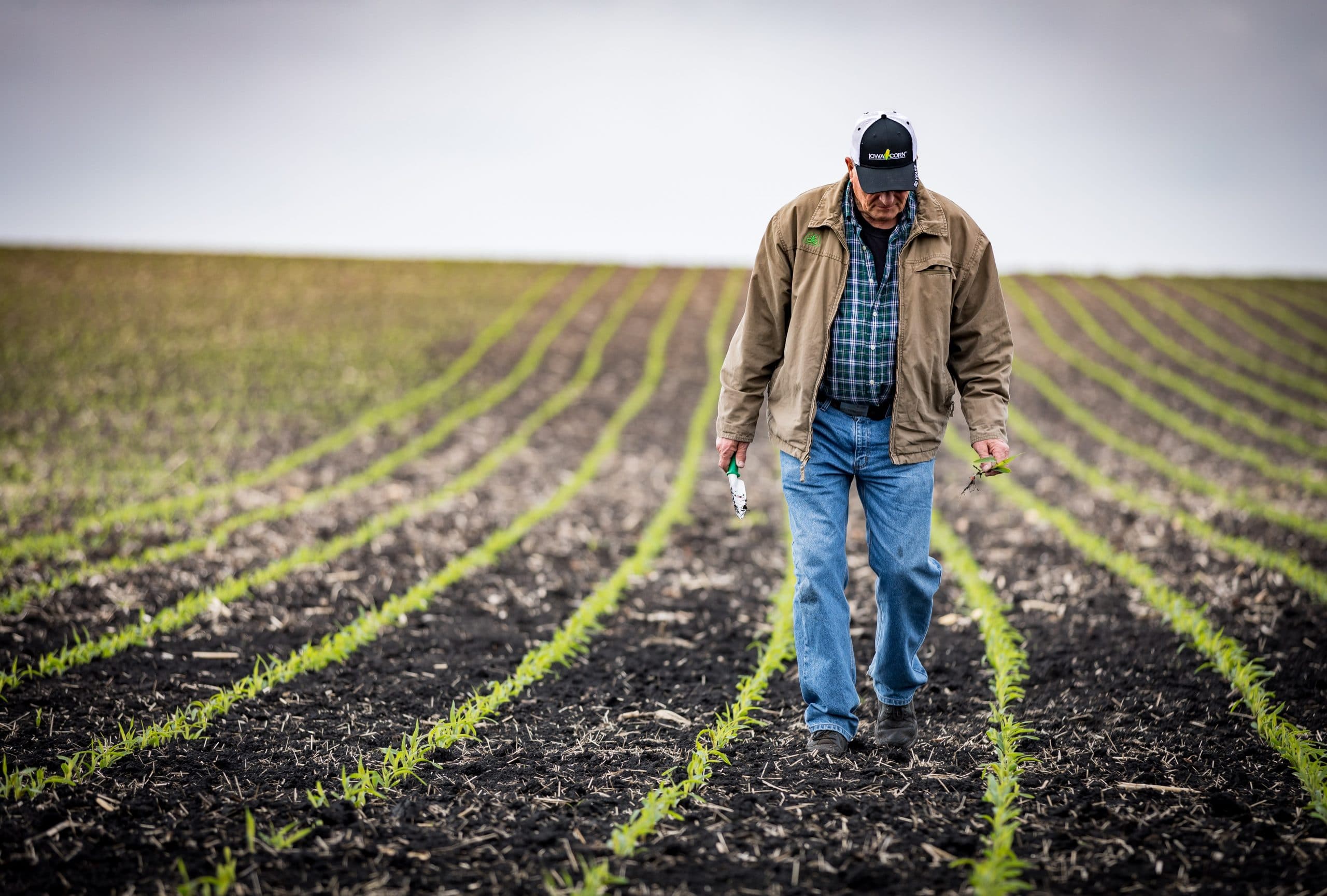 Crop progress: Corn harvest officially underway