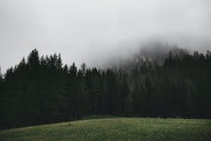 image of trees