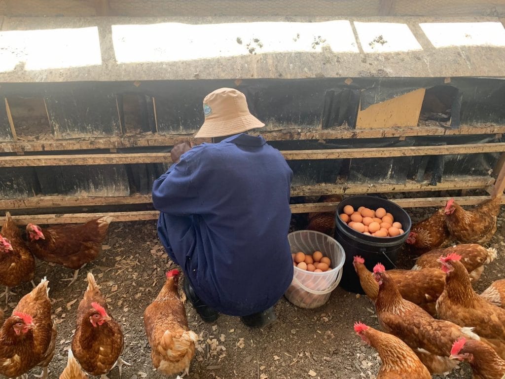 Farm with chickens.