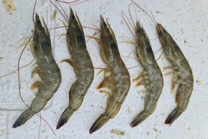 image of raw shrimp