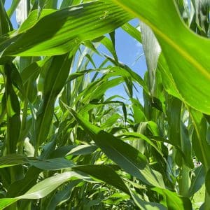 image of a corn field