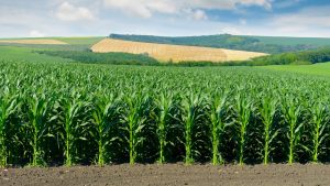 Corn field