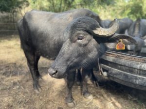 image of water buffalo in Mexico