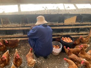 image of person with chickens